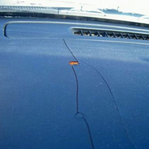 Nilrust protects your vehicle from UV rays.