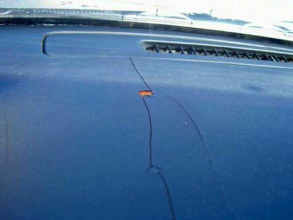 Nilrust protects your vehicle from UV rays.